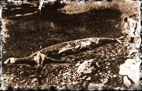 Cherbourg Carcass