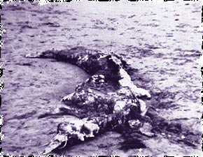 Hendaye Carcass