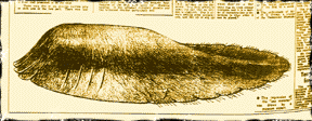 Tasmanian Globster