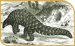 Pangolin